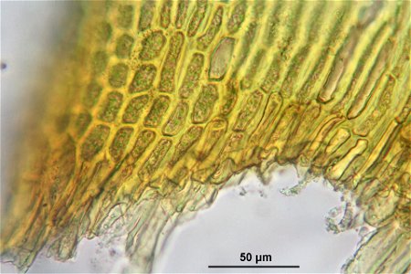 Orthotrichum lyellii