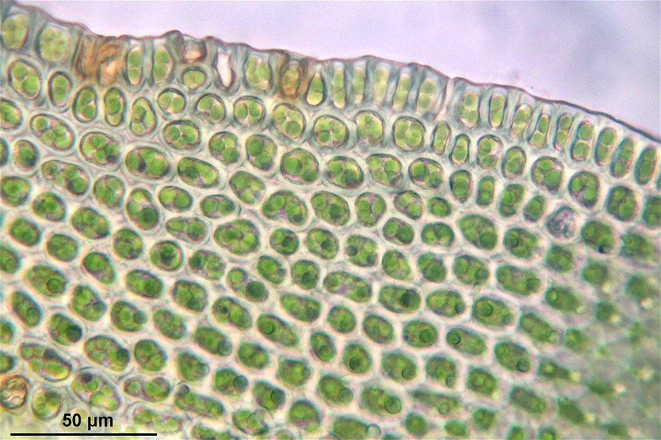Orthotrichum lyellii