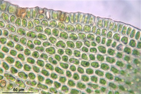 Orthotrichum lyellii