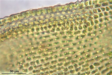 Orthotrichum lyellii