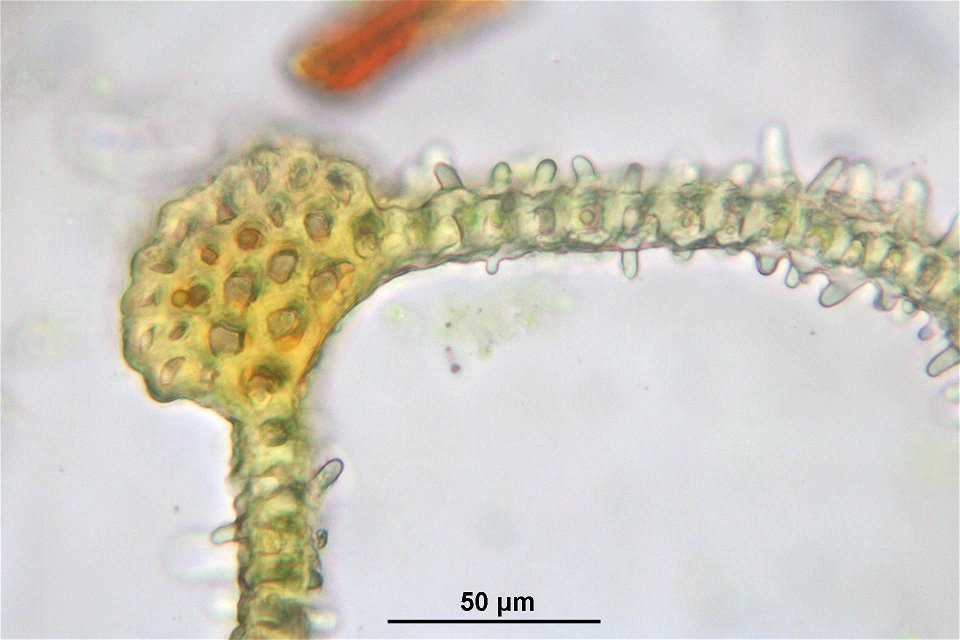 Orthotrichum lyellii