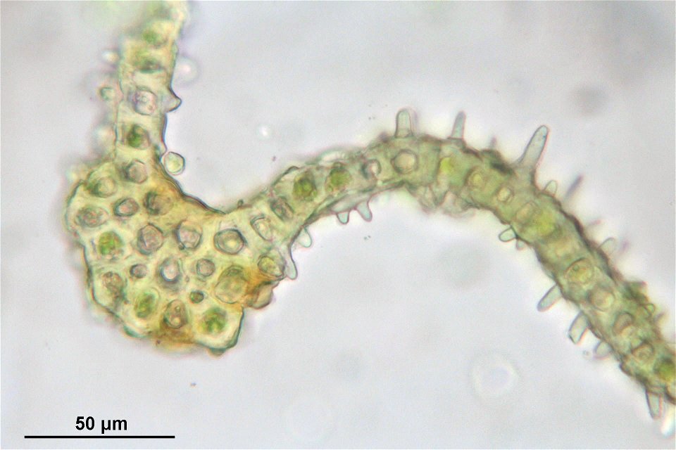 Orthotrichum lyellii