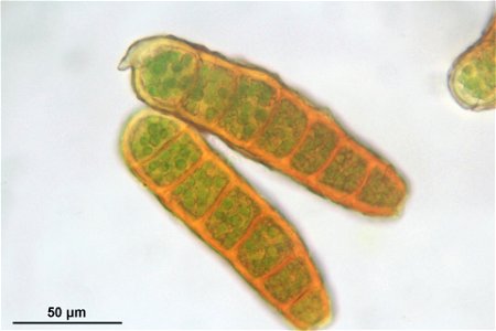 Orthotrichum lyellii