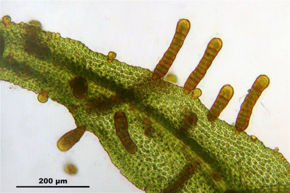 Orthotrichum lyellii