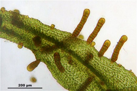 Orthotrichum lyellii
