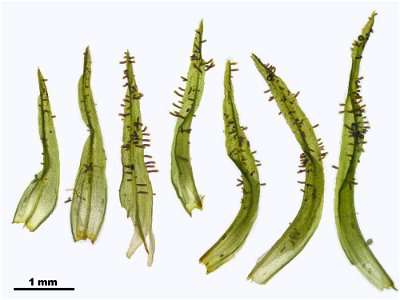 Pulvigera lyellii