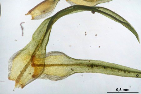 Ulota crispa