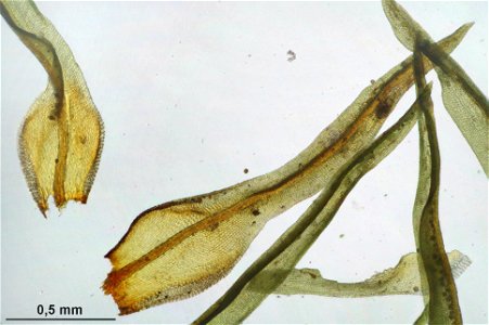 Ulota crispa