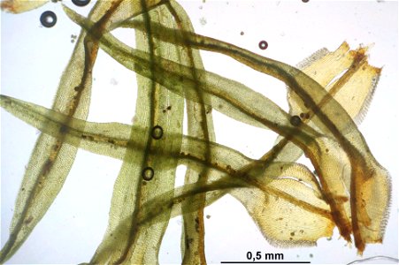 Ulota crispa