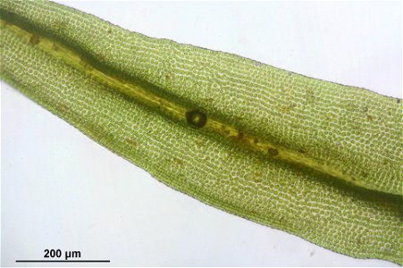 Ulota crispa