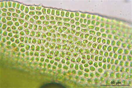 Ulota crispa