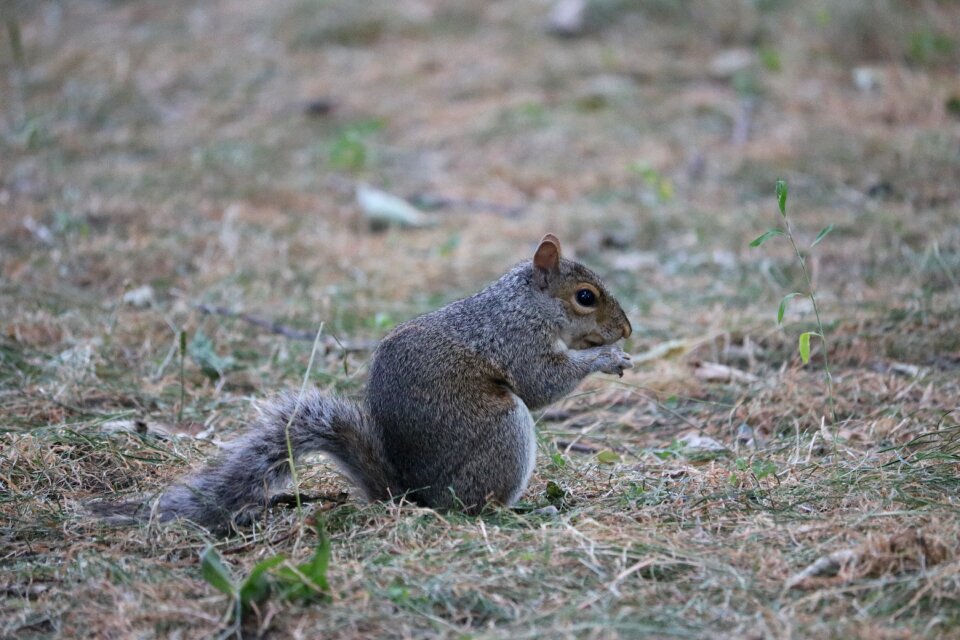 Animal tree rodent