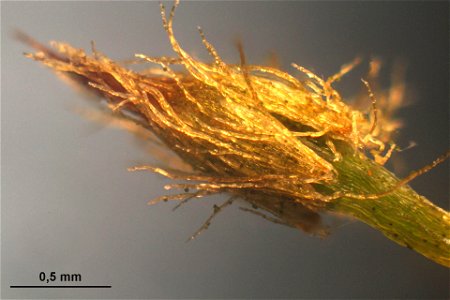 Ulota crispa