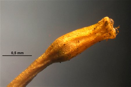 Ulota crispa