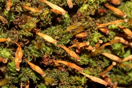 Ulota crispa