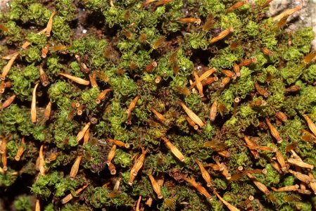 Ulota crispa