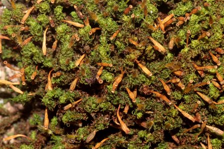 Ulota crispa