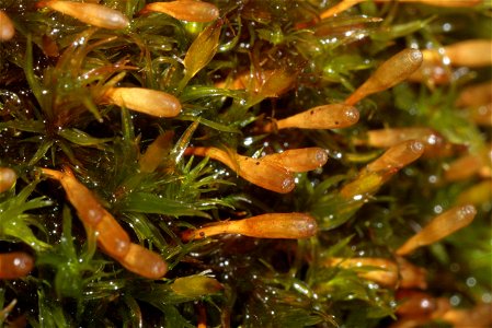 Ulota crispa