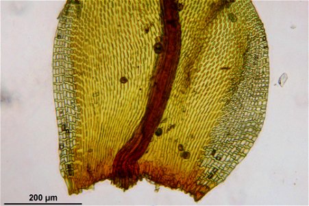 Ulota crispa