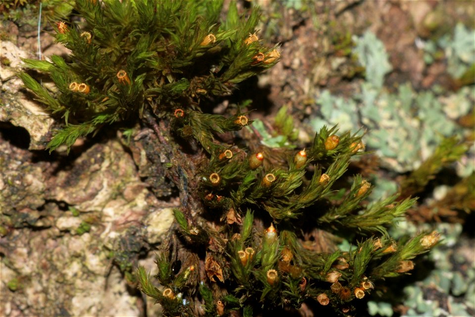 Orthotrichum striatum