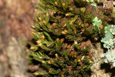 Orthotrichum striatum