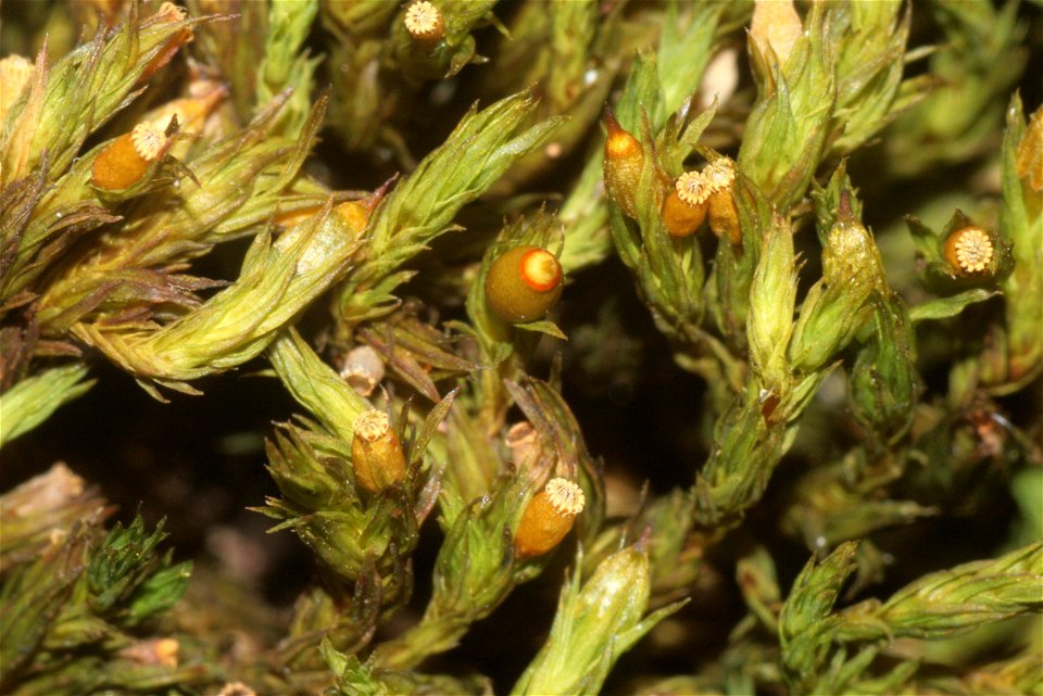 Orthotrichum striatum