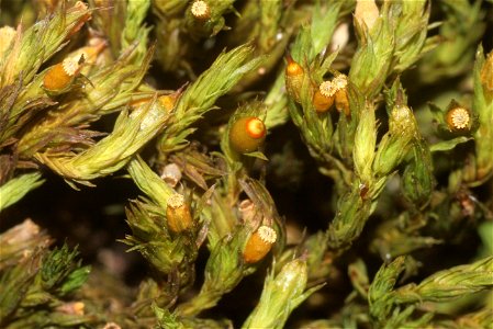 Orthotrichum striatum
