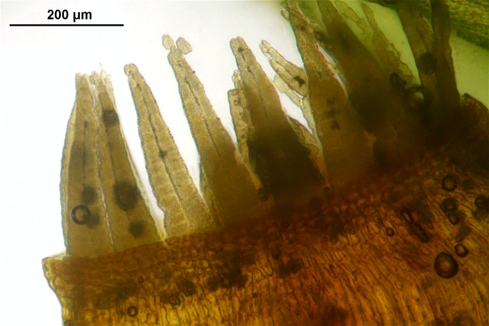 Orthotrichum striatum