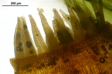 Orthotrichum striatum