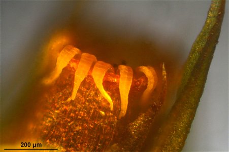 Orthotrichum striatum