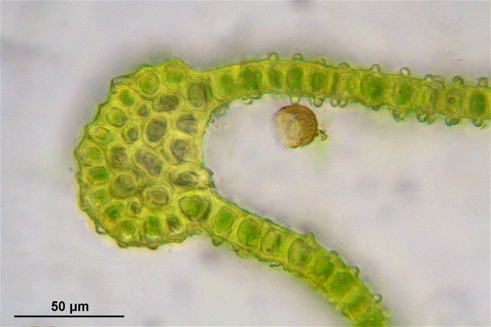 Orthotrichum striatum