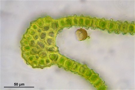 Orthotrichum striatum