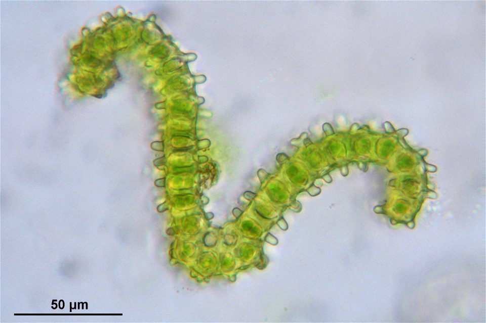 Orthotrichum striatum