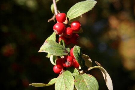 Red fruits autumn