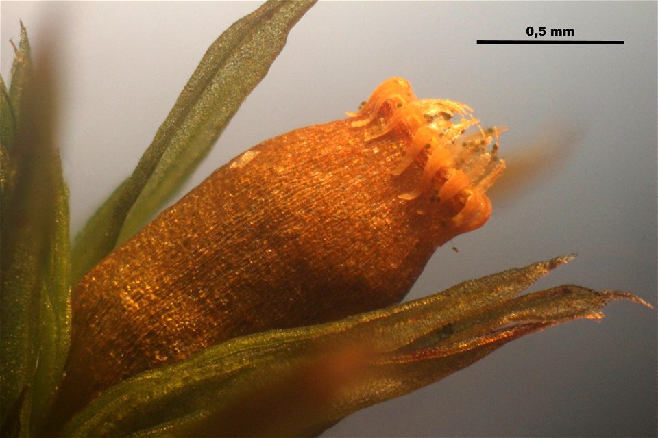 Orthotrichum striatum