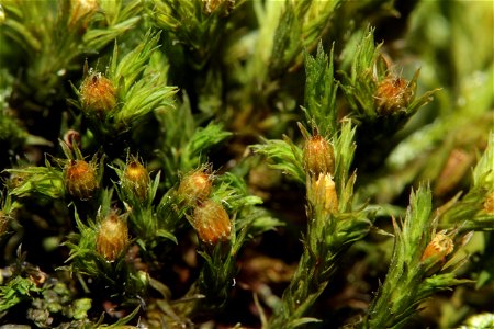 Orthotrichum striatum