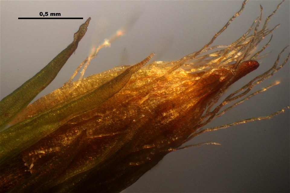 Orthotrichum striatum
