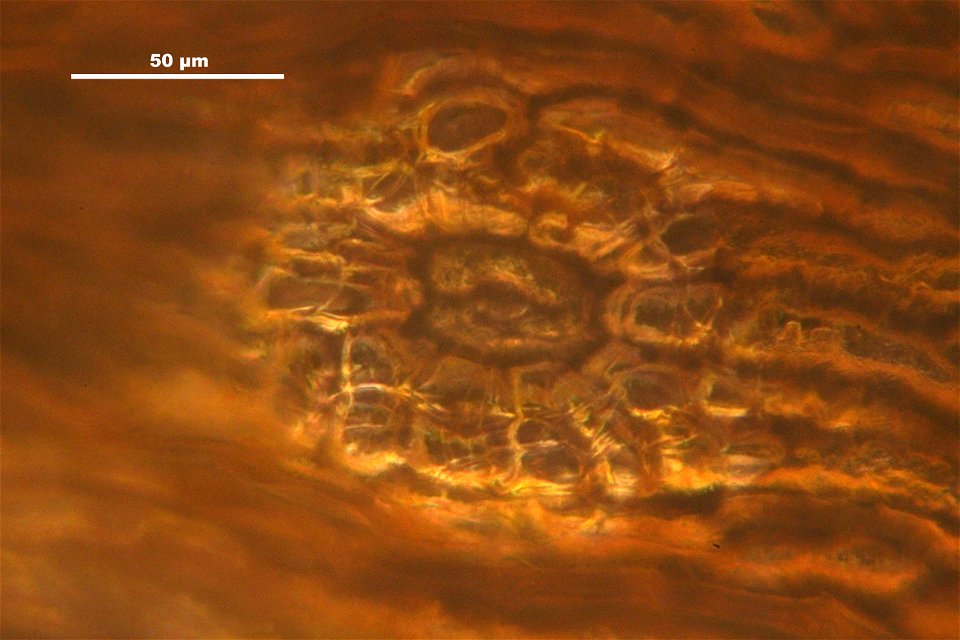 Orthotrichum striatum
