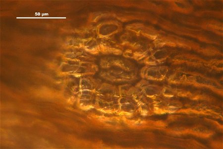Orthotrichum striatum
