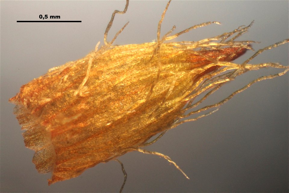 Orthotrichum striatum