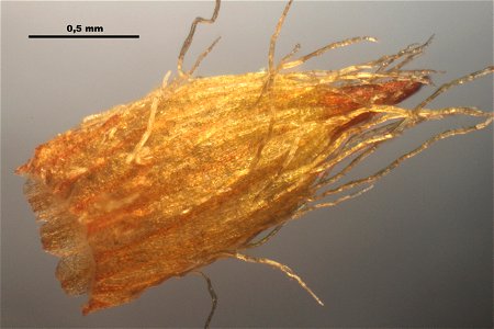 Orthotrichum striatum