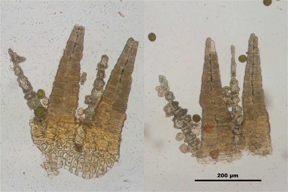 Orthotrichum striatum