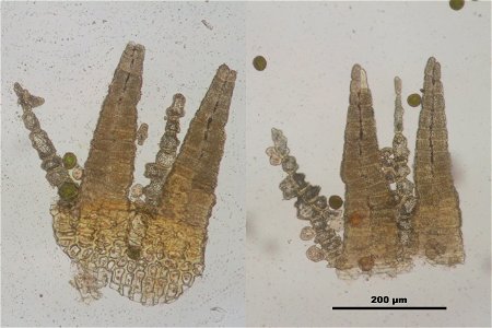 Orthotrichum striatum