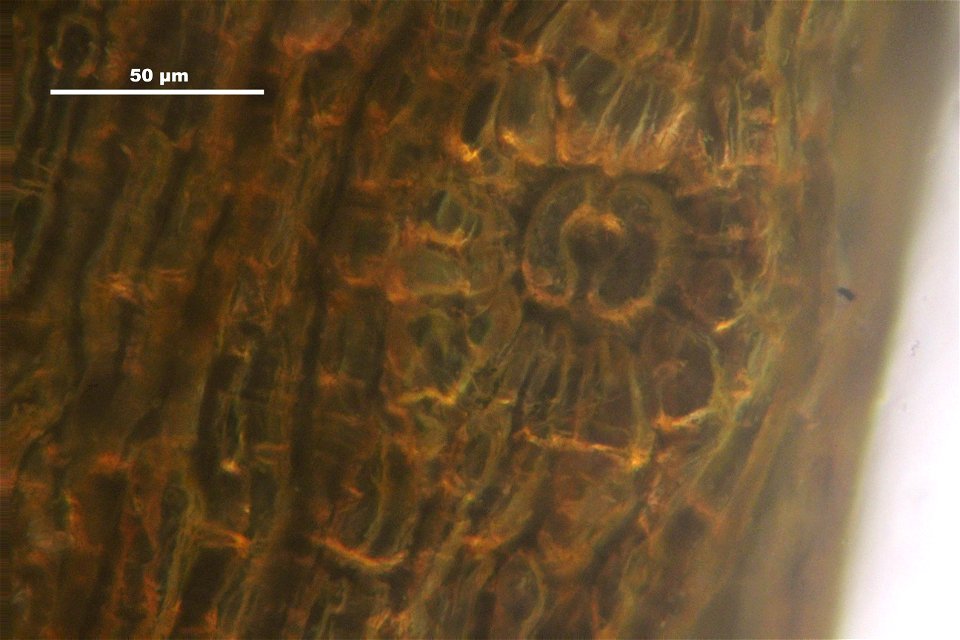 Orthotrichum striatum