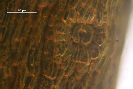 Orthotrichum striatum