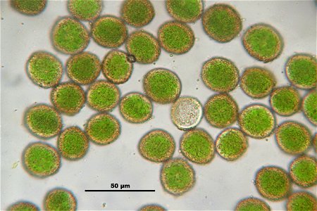 Orthotrichum striatum