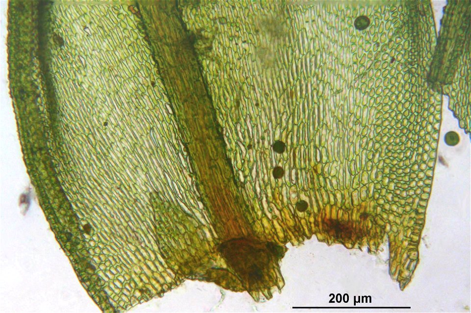 Orthotrichum striatum