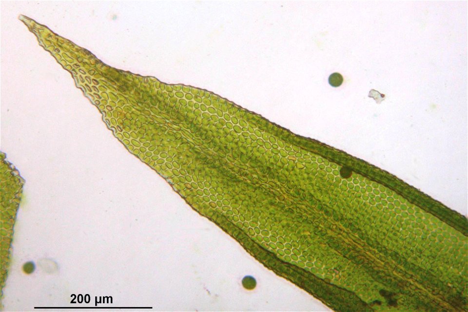 Orthotrichum striatum