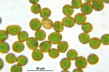 Orthotrichum striatum