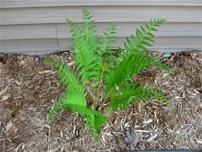 Cinnamon fern in late spring. Fertile frond in center Central Wisconsin photo